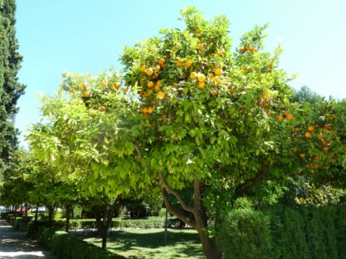 バレンシアと言えばオレンジ。町の至るとこにオレンジの木が植えられています
