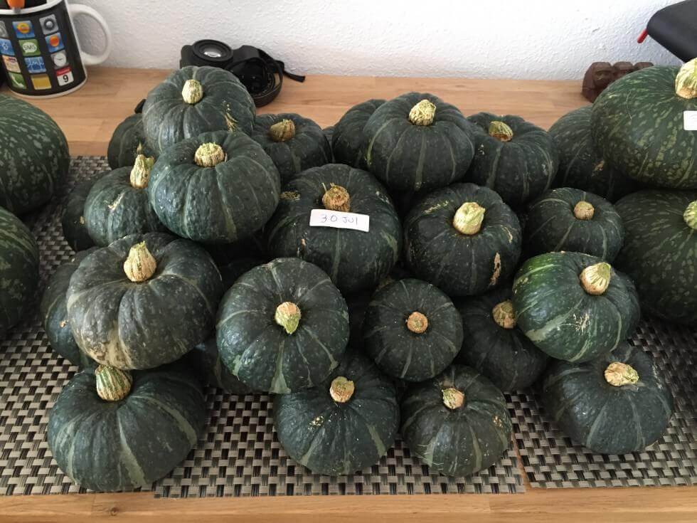 実験】日本の栗かぼちゃをスペインで作る！家庭栽培の全工程 | BE 